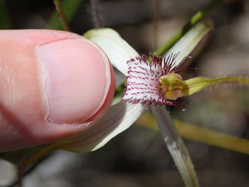 Caladenia longicauda
