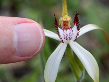 Caladenia longicauda