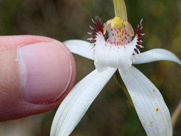 Caladenia longicauda