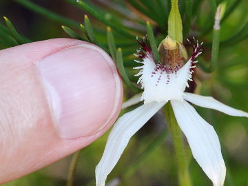 Caladenia longicauda