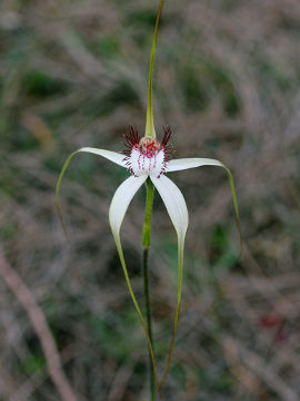 Caladenia longicauda