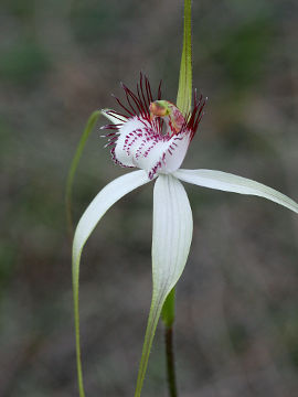 Caladenia longicauda