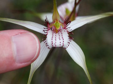 Caladenia longicauda