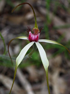 Caladenia longicauda × Caladenia lorea
