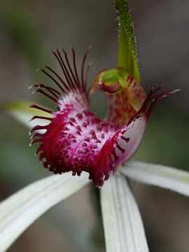 Caladenia longicauda × Caladenia lorea