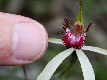 Caladenia longicauda × Caladenia lorea