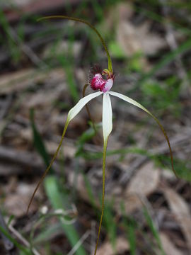 Caladenia longicauda × Caladenia lorea