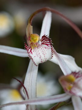 Caladenia longicauda × Caladenia pendens