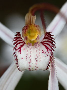 Caladenia longicauda × Caladenia pendens