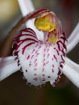 Caladenia longicauda × Caladenia pendens