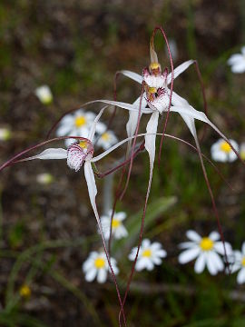 Caladenia longicauda × Caladenia pendens