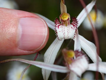 Caladenia longicauda × Caladenia pendens