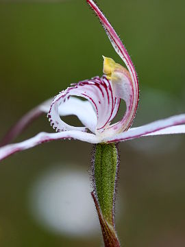 Caladenia longicauda × Caladenia pendens