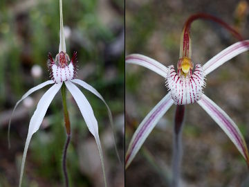 Caladenia longicauda × Caladenia pendens