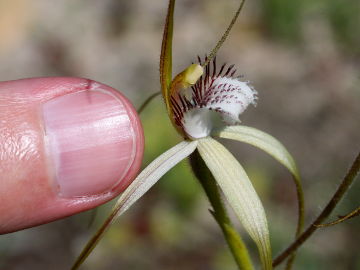 Caladenia longicauda × Caladenia uliginosa