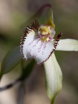 Caladenia longicauda × Caladenia uliginosa