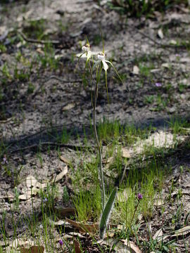 Caladenia longicauda × Caladenia uliginosa