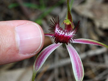 Caladenia lorea Caladenia lorea