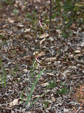Caladenia lorea Caladenia lorea