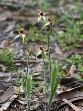 Caladenia macrostylis