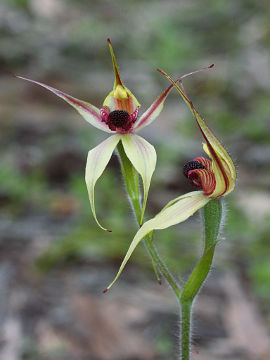 Caladenia macrostylis