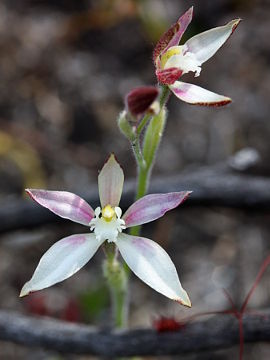 Caladenia marginata