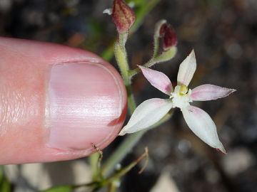 Caladenia marginata
