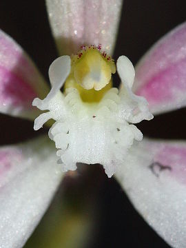 Caladenia marginata