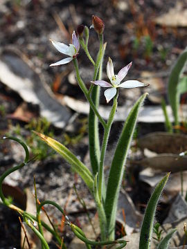 Caladenia marginata