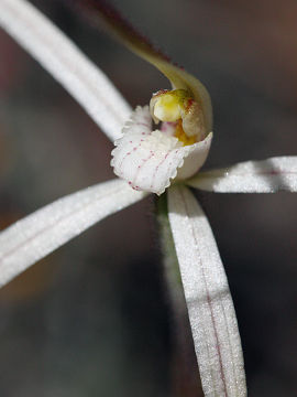 Caladenia microchila