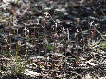 Caladenia microchila
