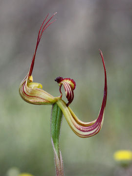 Caladenia multiclavia