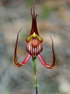 Caladenia multiclavia