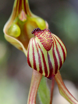 Caladenia multiclavia