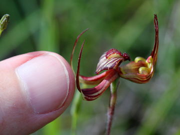 Caladenia multiclavia