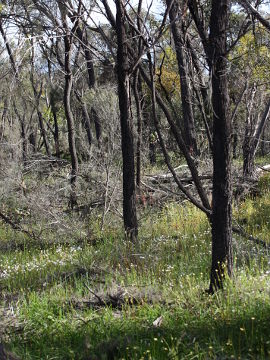 Caladenia multiclavia