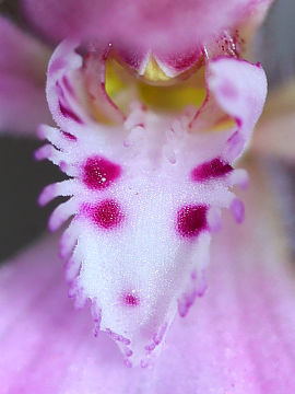 Caladenia nana