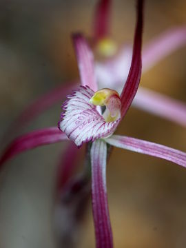 Caladenia occidentalis