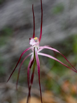Caladenia occidentalis