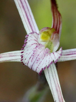 Caladenia occidentalis