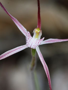 Caladenia occidentalis