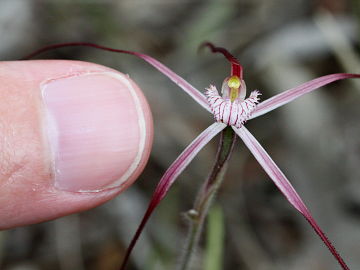 Caladenia occidentalis
