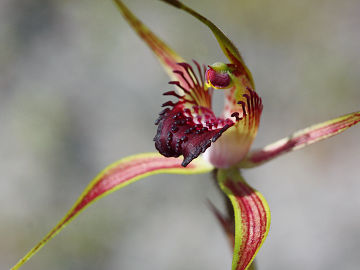 Caladenia paludosa