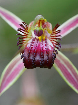 Caladenia paludosa
