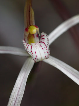 Caladenia paradoxa Caladenia paradoxa