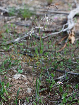 Caladenia paradoxa Caladenia paradoxa