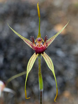 Caladenia pectinata