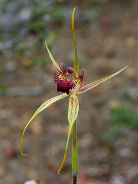 Caladenia pectinata