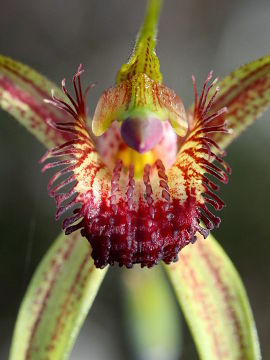 Caladenia pectinata