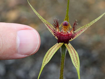 Caladenia pectinata